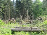 2022-05-20 - Tornado beim Sturmtief Emmelinde Solling - Steinlade bis Gehren (10)